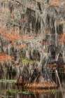 Bald cypress trees and autumn colors in southern swamp, Caddo Lake State Park, Texas Art Print